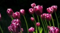 Spring Pink Tulips6600710864 200x110 - Spring Pink Tulips - Tulips, Spring, Rose, Pink